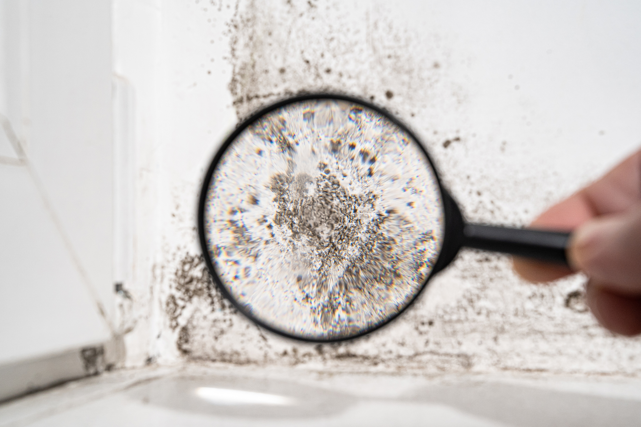 view through a magnifying glass. white wall with black mold. dangerous fungus that needs to be destroyed. It spoils look of house and is very harmful parasite for human health.